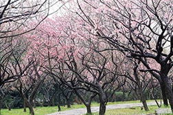 東鄉(xiāng)網(wǎng)站建設