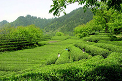 來(lái)安網(wǎng)站建設(shè)
