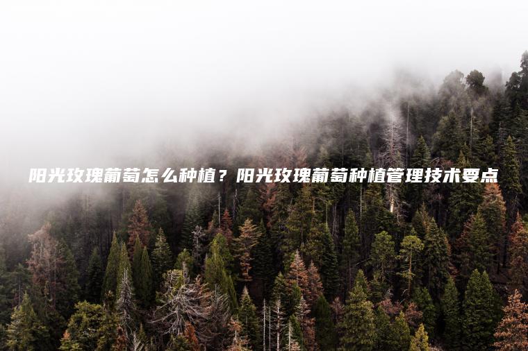陽(yáng)光玫瑰葡萄怎么種植？陽(yáng)光玫瑰葡萄種植管理技術(shù)要點(diǎn)